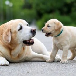 Primeiro hospital veterinário de Goiânia,  será inaugurado nesta sexta-feira