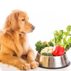 Busca por alimentação natural e funcional para pets