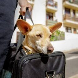 Cuidados para viajar com seu animal de estimação