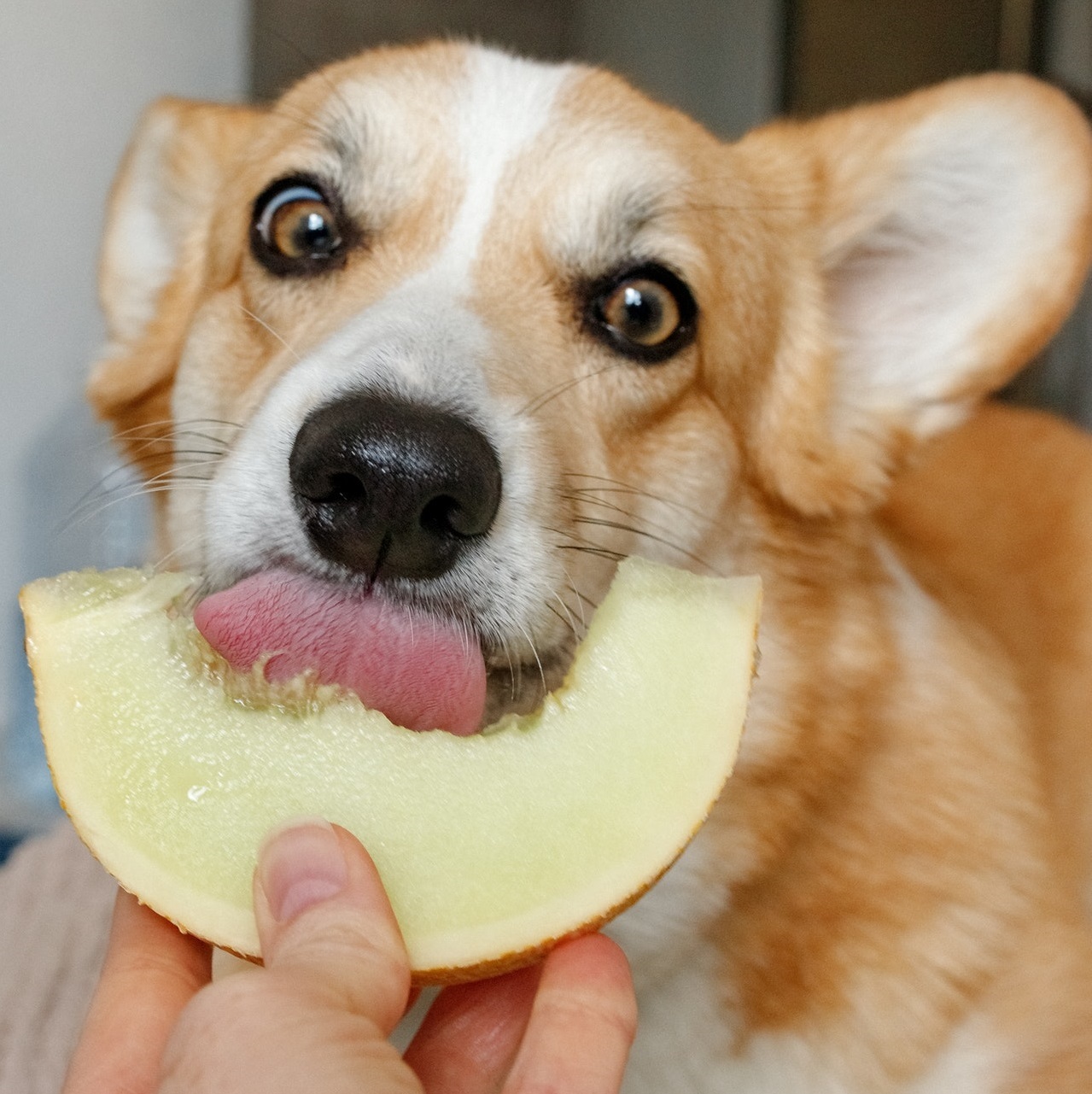 No momento, você está visualizando Cuidados com a saúde dos pets: ISLA Sementes cria linha com hortaliças que também pode ser consumida pelos bichinhos