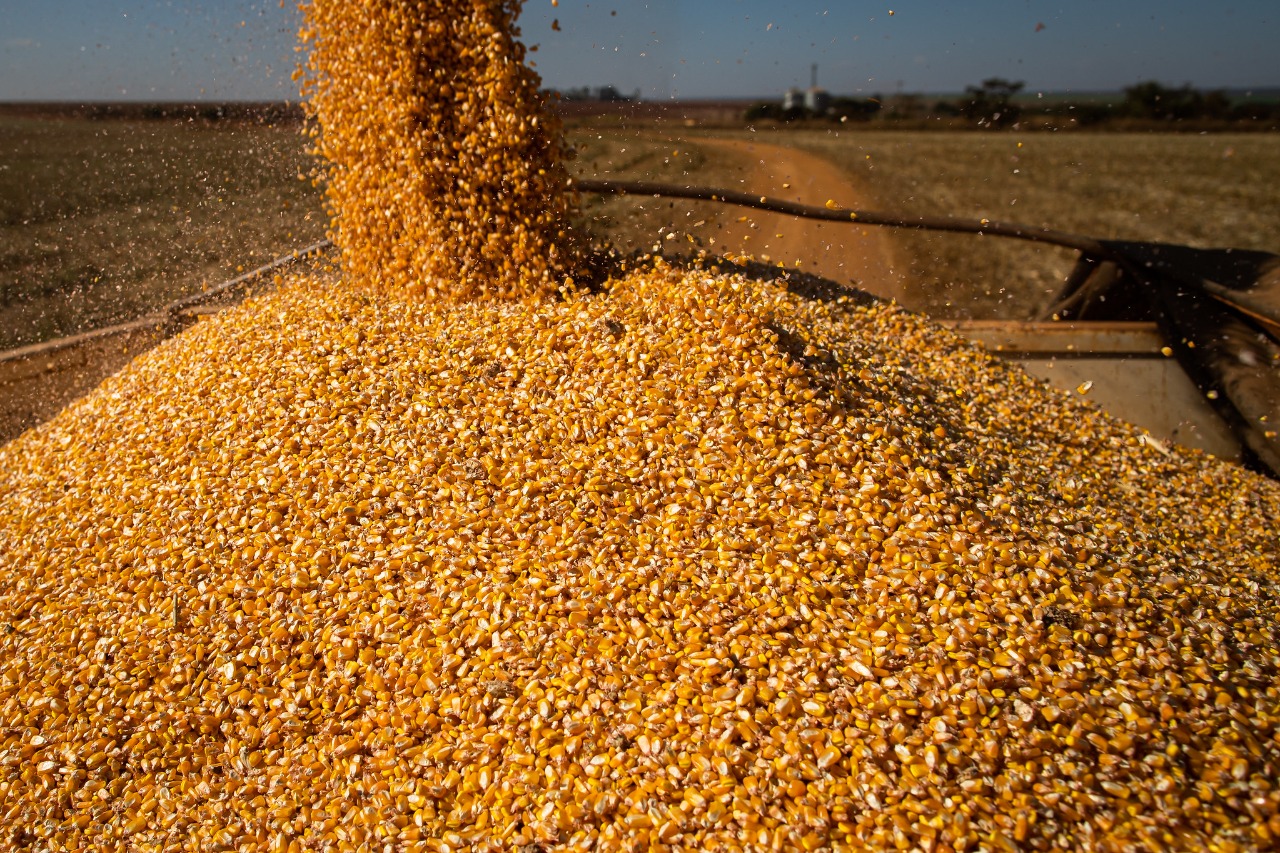 No momento, você está visualizando Em Goiás, produção de grãos deve crescer 11,6% e chegar ao recorde de 28,8 milhões de toneladas