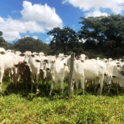 Governo de Goiás anuncia diretrizes para vacinação contra febre aftosa