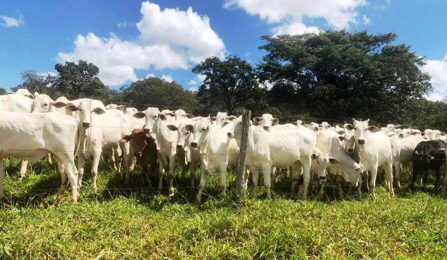 No momento, você está visualizando Governo de Goiás anuncia diretrizes para vacinação contra febre aftosa