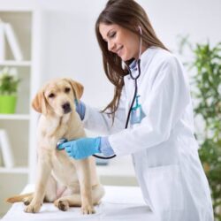 Dia do Médico-Veterinário: saiba como check-ups regulares podem salvar a vida de seu pet