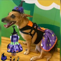 Pets ganham cada vez mais espaço no Halloween com fantasias personalizadas