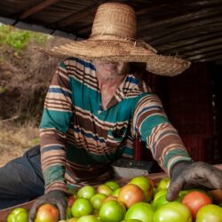 Goiás deve responder por quase um terço da produção brasileira de tomate em 2022