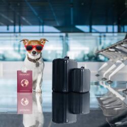 Viajar com pets requer cuidados especiais