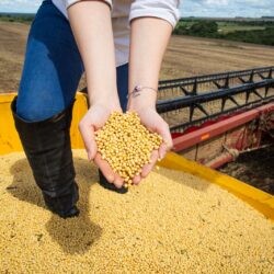 Goiás deve aumentar produção de grãos na safra 2022/2023 e chegar a 31,5 milhões de toneladas