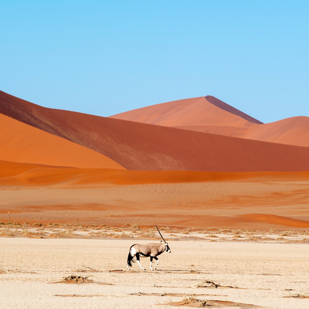 No momento, você está visualizando Savanas, belezas exóticas no continente africano