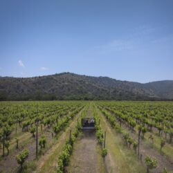 Motivos para fazer turismo na Vinícola Matetic