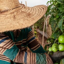 Goiás deve responder por quase um terço da produção brasileira de tomate em 2023