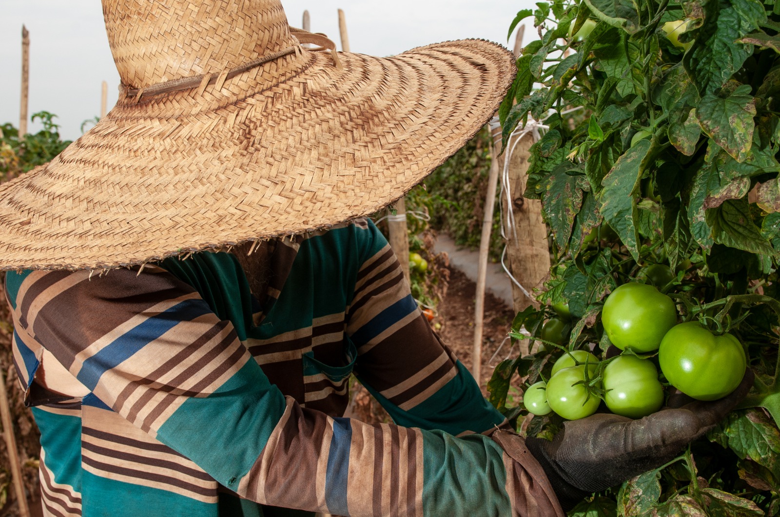 Você está visualizando atualmente Goiás deve responder por quase um terço da produção brasileira de tomate em 2023