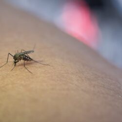 Governo de Goiás alerta para casos de malária no Estado