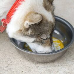 Pets podem comer ovo? Saiba o que dizem os especialistas