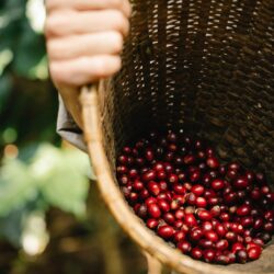 Dia Mundial do Café – Turismo de Café na Estância Hidromineral de Socorro