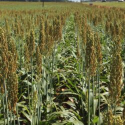 Goiás se isola na liderança da produção de sorgo e girassol no país