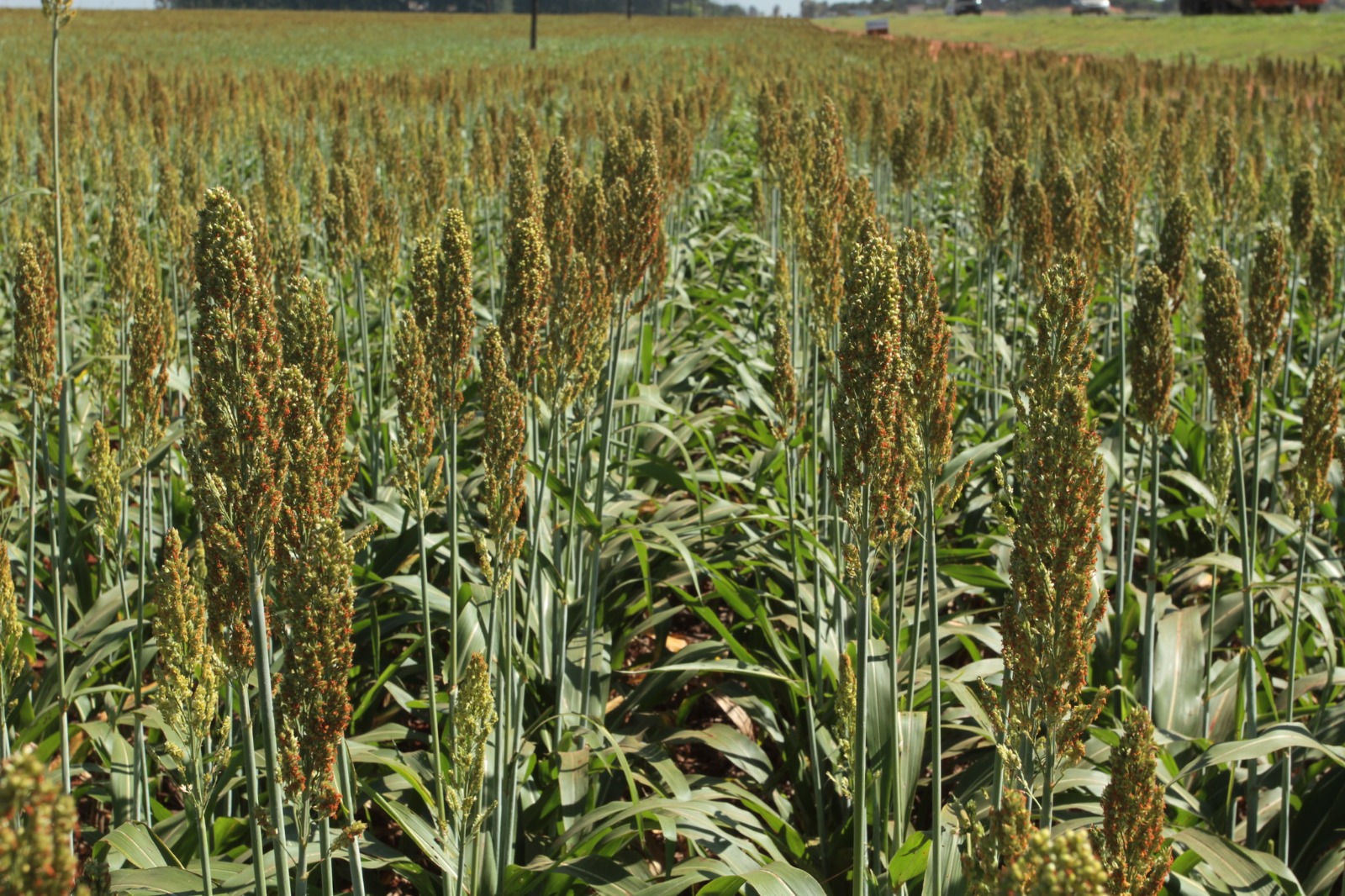 Você está visualizando atualmente Goiás se isola na liderança da produção de sorgo e girassol no país