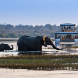 Experiência Indescritível as Margens do  Rio Chobe