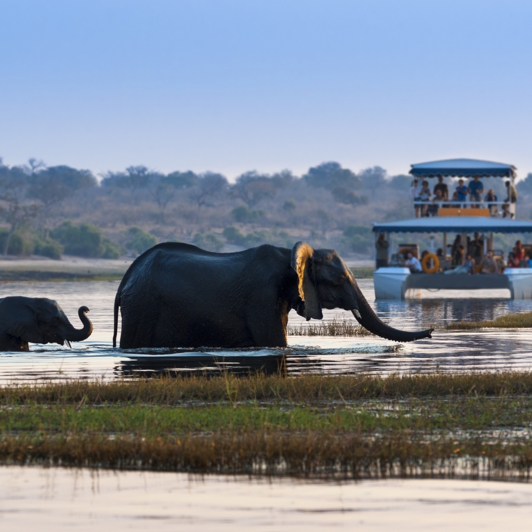 No momento, você está visualizando Experiência Indescritível as Margens do  Rio Chobe