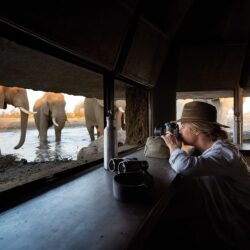 Curta a Experiência de um Hide Safari