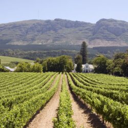 Uma Viagem  a Vinicultora Sul-africana