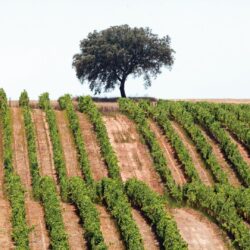 Alentejo um Destino com Tempero Original