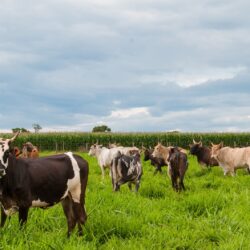 Governo de Goiás orienta pecuaristas sobre prazos e novas regras para declaração de rebanho