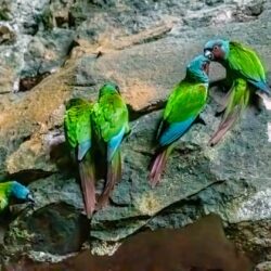Observação de aves é a nova aposta do turismo de Goiás