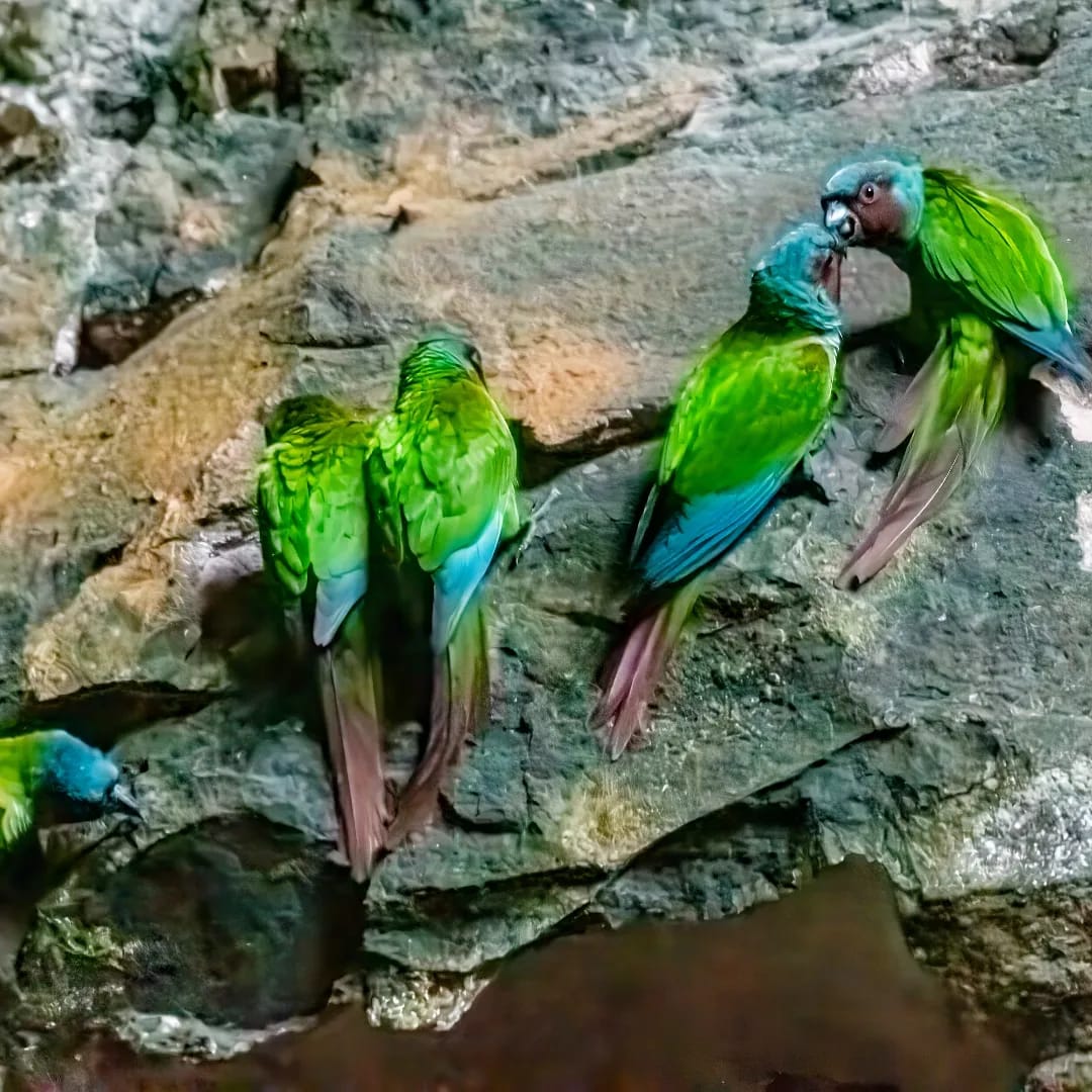 Você está visualizando atualmente Observação de aves é a nova aposta do turismo de Goiás