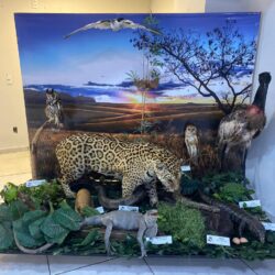 Exposição de animais empalhados alerta para preservação do cerrado goiano no Aparecida Shopping