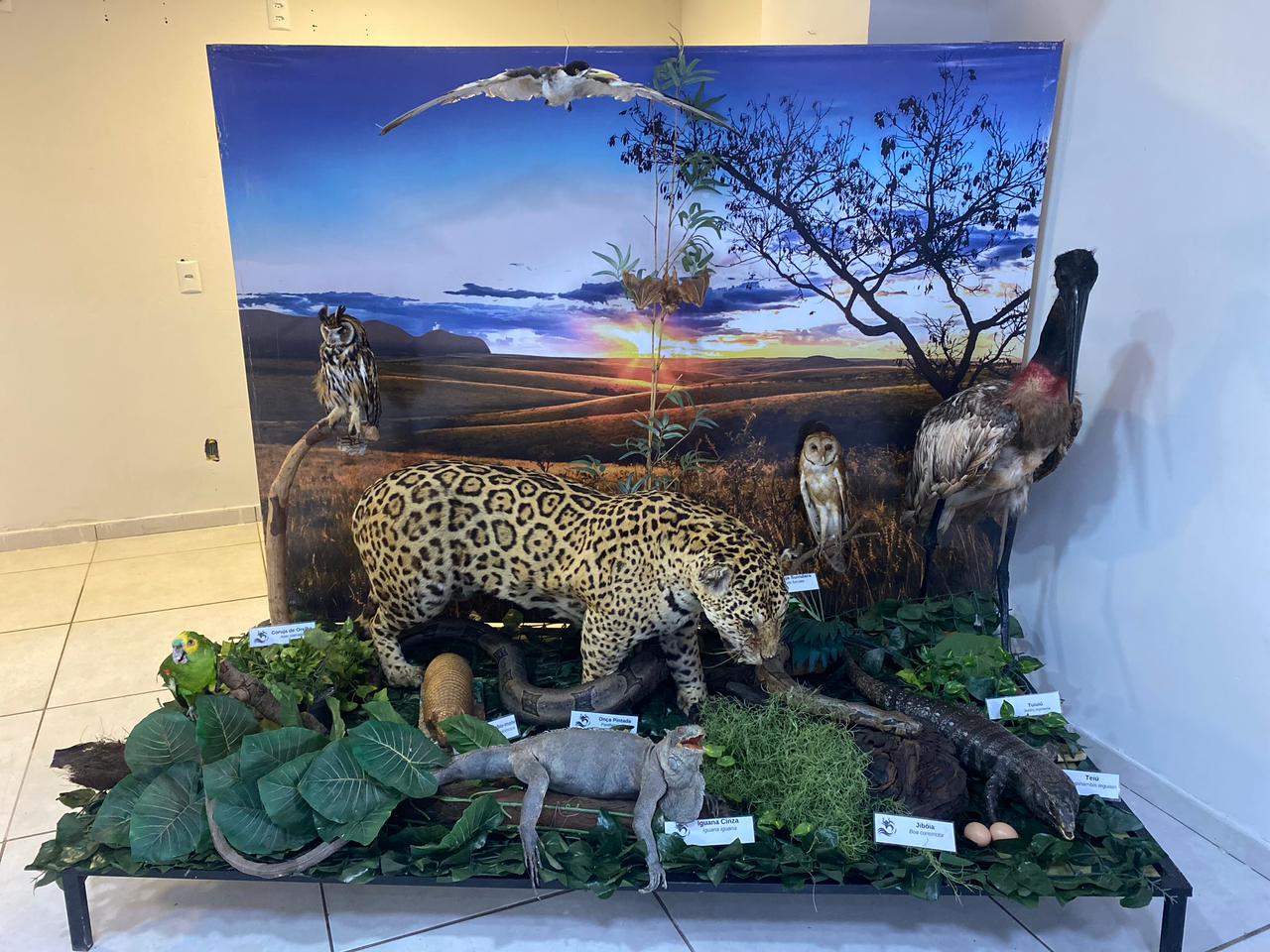 No momento, você está visualizando Exposição de animais empalhados alerta para preservação do cerrado goiano no Aparecida Shopping