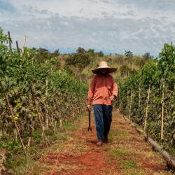 Dia do Trabalhador: agropecuária goiana gera 6,7 mil empregos em 2024