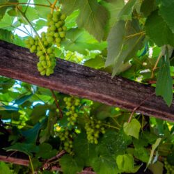 Festival em Pirenópolis reúne jazz, gastronomia e premia vinhos do Cerrado