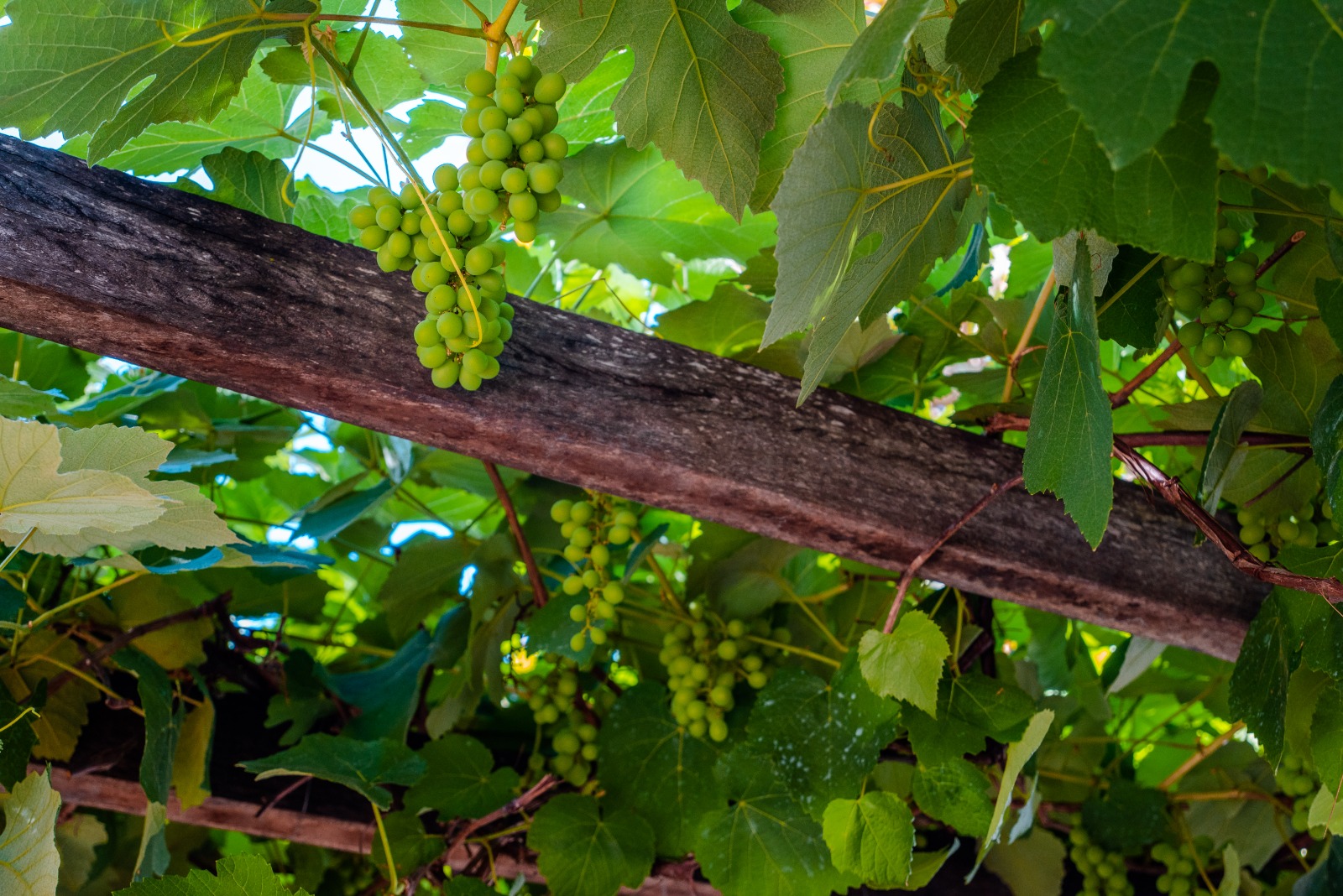 Você está visualizando atualmente Festival em Pirenópolis reúne jazz, gastronomia e premia vinhos do Cerrado