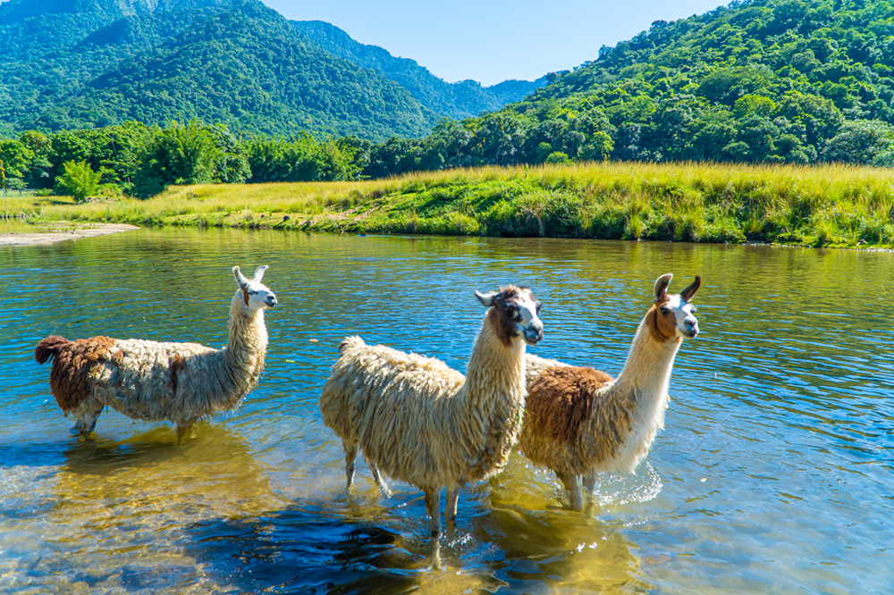 Você está visualizando atualmente Portobello Resort & Safári propõe férias escolares em meio à natureza com ação promocional especia