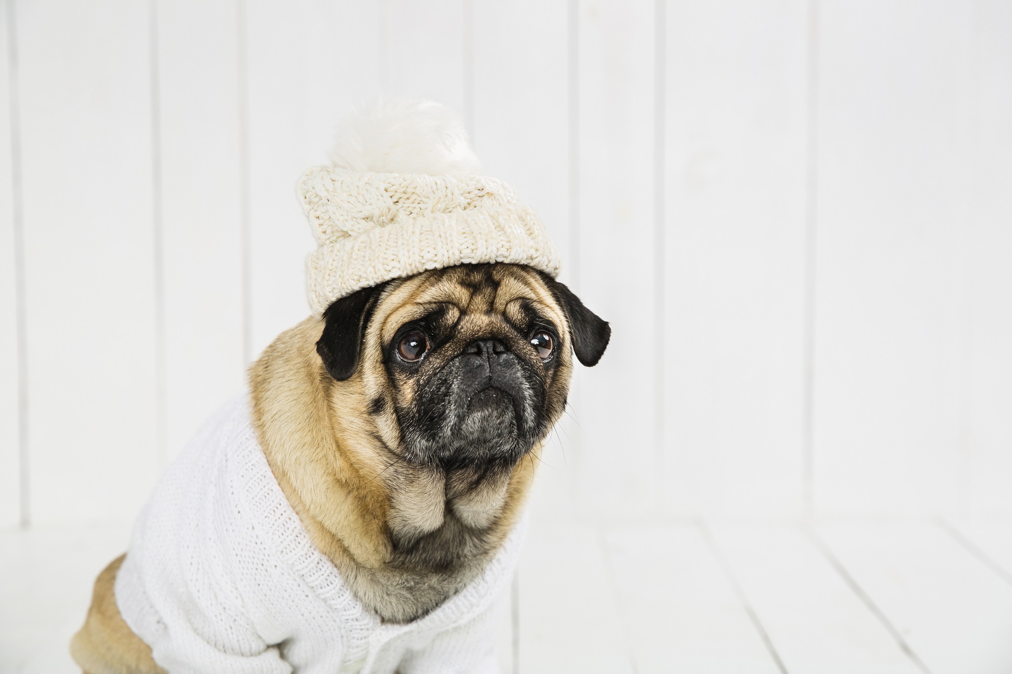 Você está visualizando atualmente Pets também sentem frio e têm risco maior de doenças durante o inverno