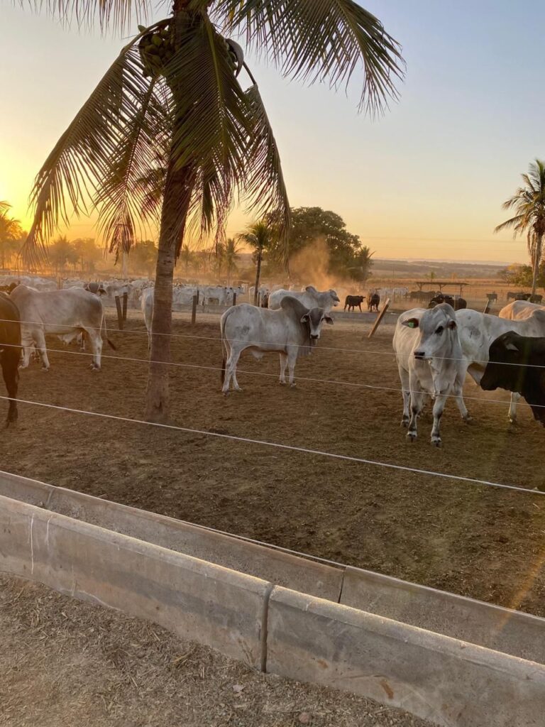 Novo Confinamento Pontal