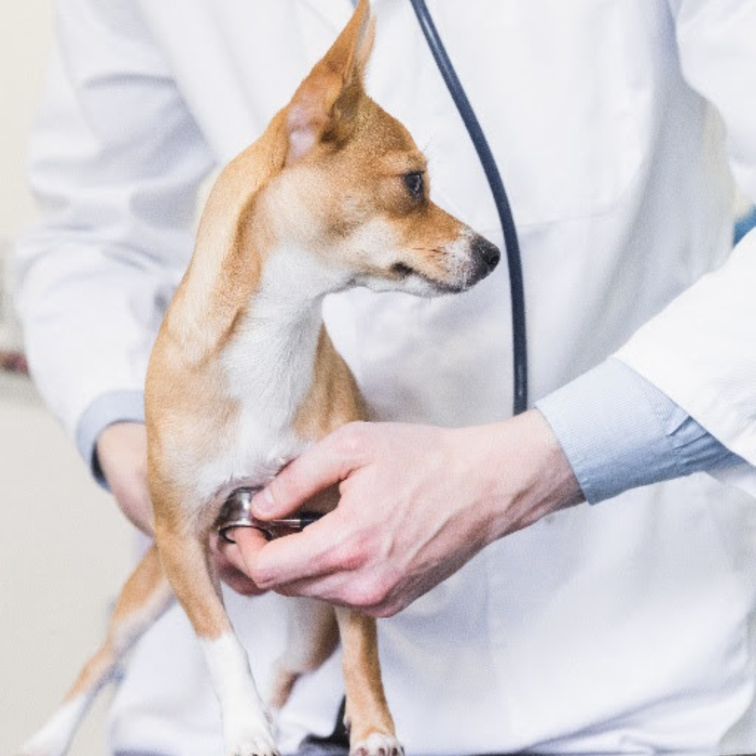 No momento, você está visualizando Dicas de primeiros socorros: cuidados essenciais para garantir a segurança dos pets